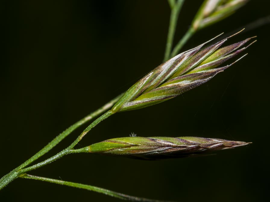 Poaceae